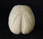 Heteraster oblongus (BRONGNIART 1821) - Bild © FossNet FossilienStore